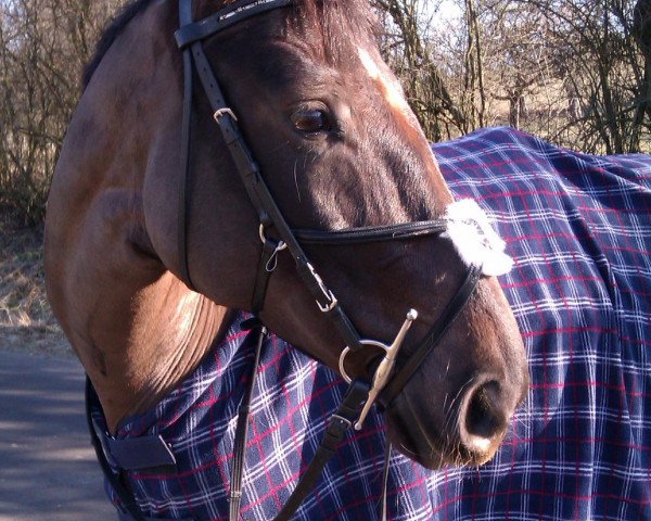 Springpferd Daggi (Polnisches Warmblut, 2005, von Bacardi Rum)