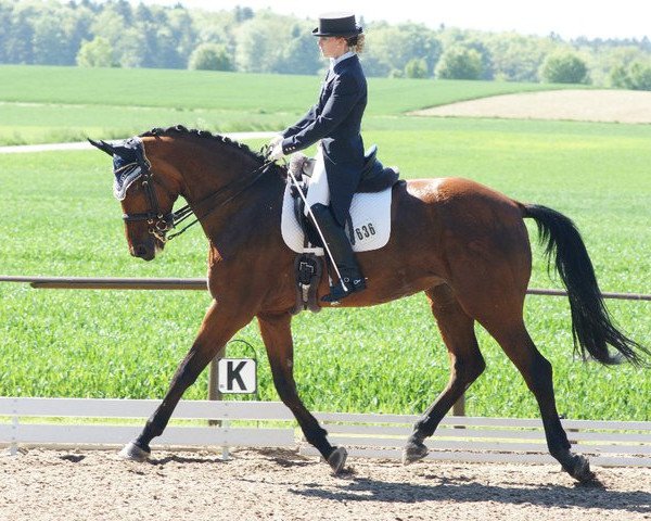 dressage horse World of Magic 3 (Oldenburg, 1996, from Welt Hit II)