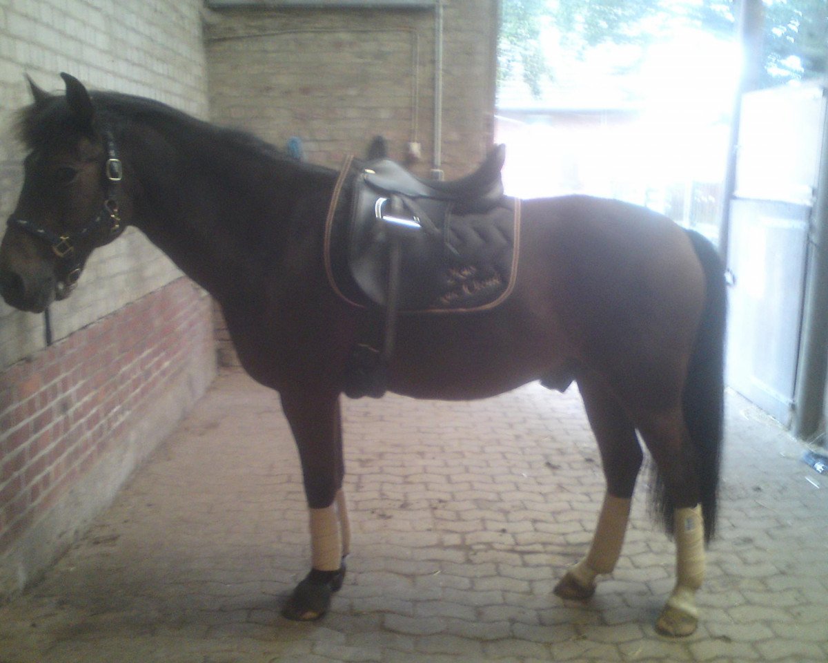 Pferd Max Mac Cloud (New-Forest-Pony, 1998, von Mambo Moscan)