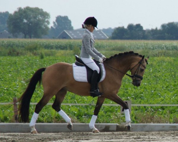 horse Catch me (German Riding Pony, 2004, from Cassini)