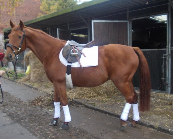 broodmare Leanda (Brandenburg, 1999, from Longo xx) broodmare Leanda (Brandenburg, 1999, from Longo xx)