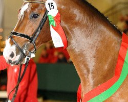 stallion Captain Cooper (Belgian Warmblood, 2008, from Cooper van de Heffinck)