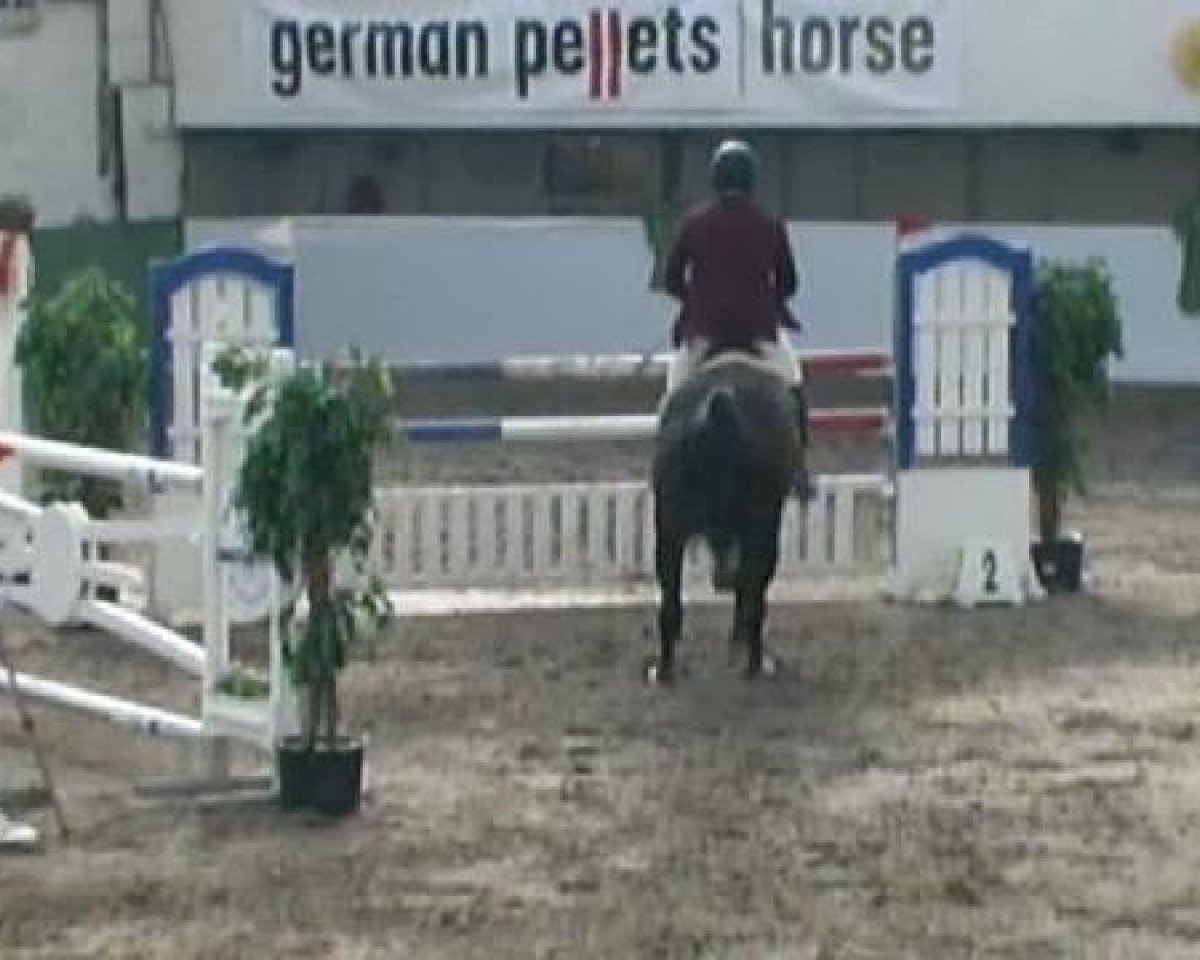 jumper Enjoy 71 (Hanoverian, 2002, from Escudo I)