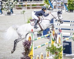 jumper Boleybawn Aasha (Irish Sport Horse, 2012, from Dignified van't Zorgvliet)