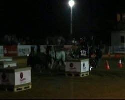Pferd Dusty 809 (Welsh Pony (Sek.B), 2005, von Ducat)
