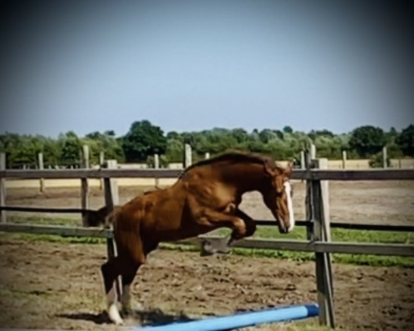Pferd Diaz Mephista (Westfale, 2022, von Diablue PS)