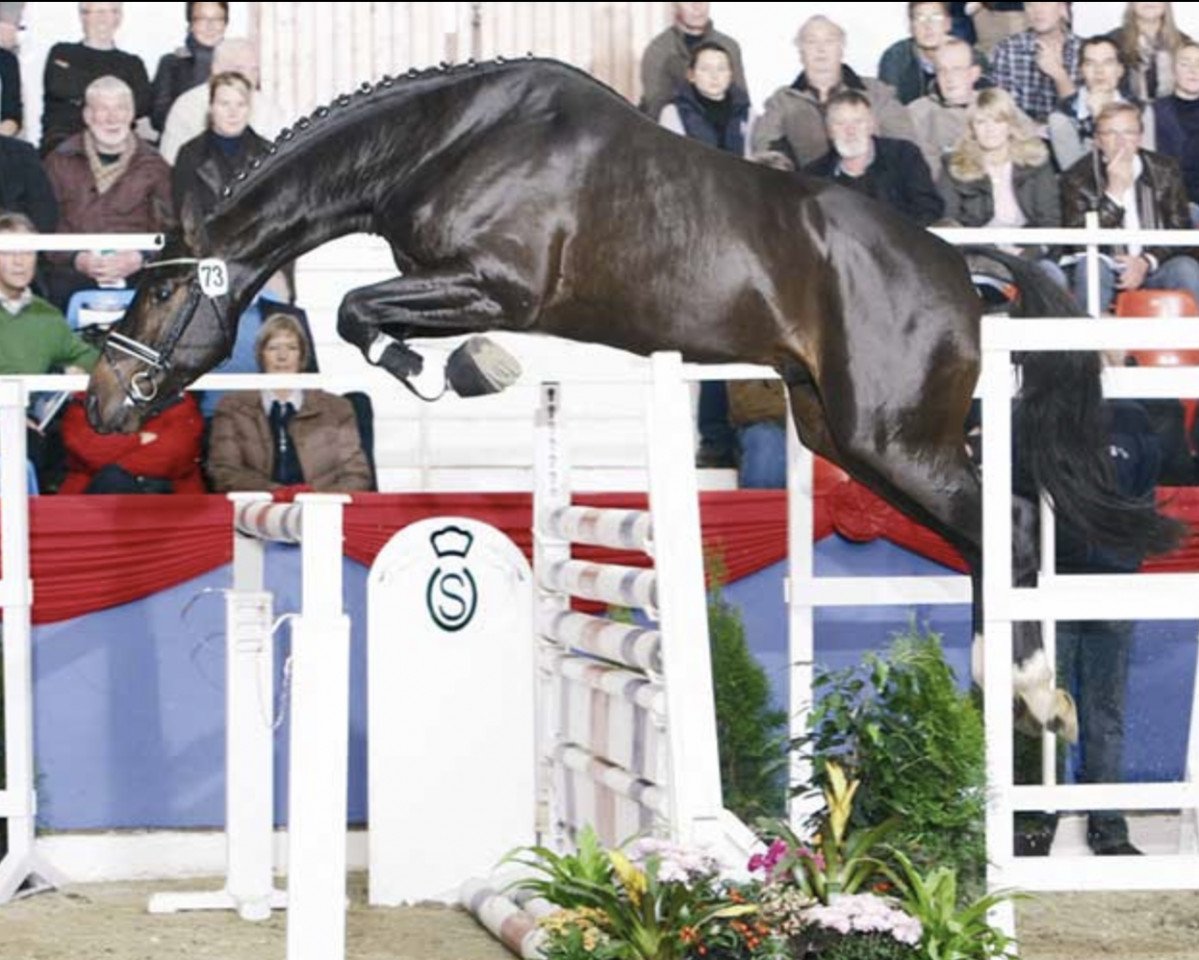 Deckhengst Toulouse (Oldenburger Springpferd, 2006, von Toulon)