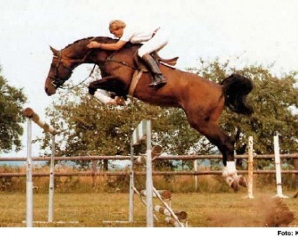 stallion Domino (Hanoverian, 1976, from Domspatz)