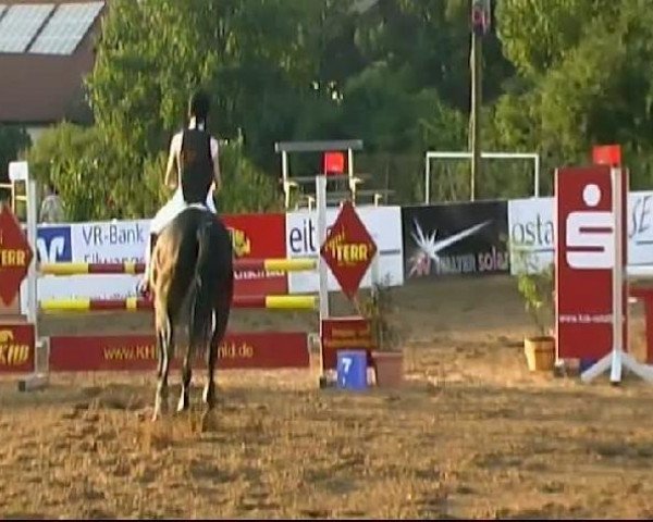 Zuchtstute Normandie (Sachse, 2000, von Rittersport) Zuchtstute Normandie (Sachse, 2000, von Rittersport)
