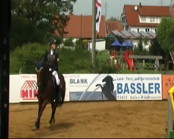 jumper Dublin 188 (Hanoverian, 2003, from Drosselklang II)