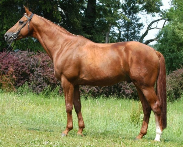Deckhengst Harlem Go (Trakehner, 1998, von Maizauber) Deckhengst Harlem Go (Trakehner, 1998, von Maizauber)