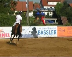 jumper As Cold As Ice (Hanoverian, 2005, from Argentinus)