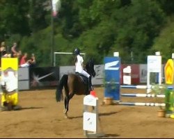 jumper Pandora 240 (Danish Reitpony, 1999)