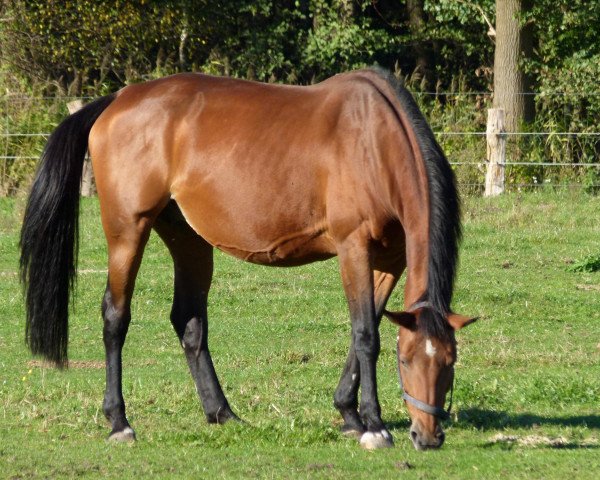 Zuchtstute Marjolein (KWPN (Niederländisches Warmblut), 1994, von Clavecimbel)