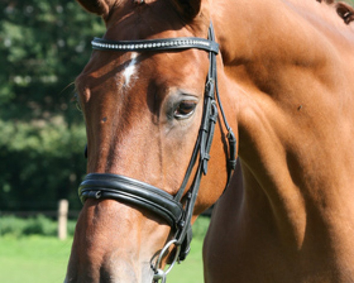 Cavallo Raffaelo (Westfale, 2006, di Riverside)