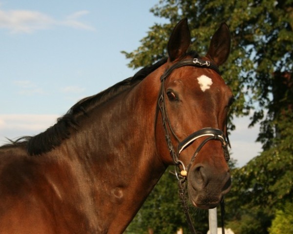 horse Prinz Phillipp (Westphalian, 1996, from Power)