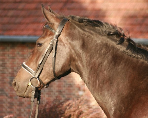 Cavallo Fabriano's Filou (Westfale, 2005, di Foster)