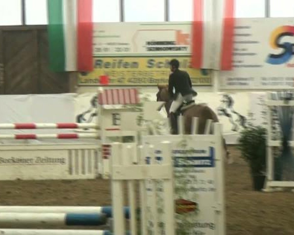 Zuchtstute Lady Holle D (Westfale, 2006, von Ludwig von Bayern 168 FIN)