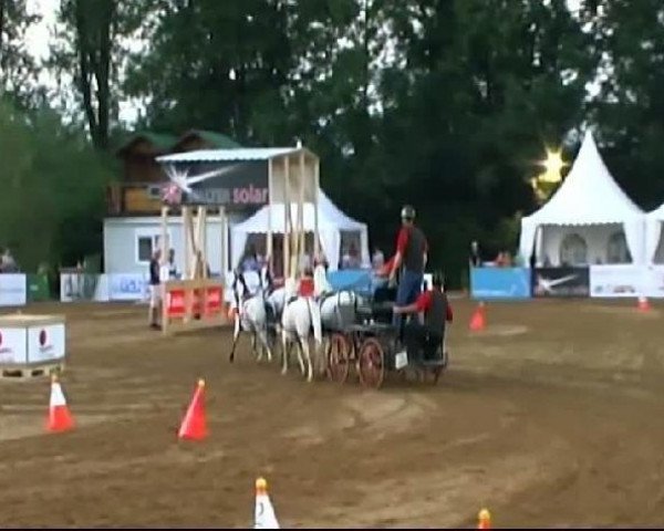 horse Anjo 30 (Welsh mountain pony (SEK.A), 2003, from Nachtegaal's Captain)
