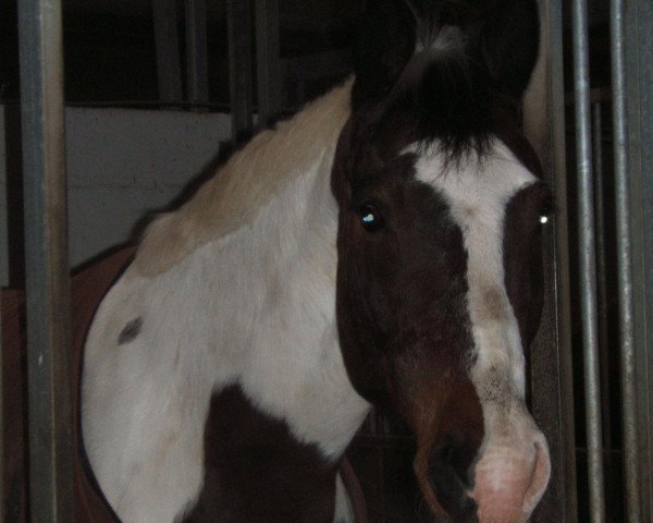 horse Lallie (Rhinelander, 2002, from TL Flashy Cats Lad) horse Lallie (Rhinelander, 2002, from TL Flashy Cats Lad)