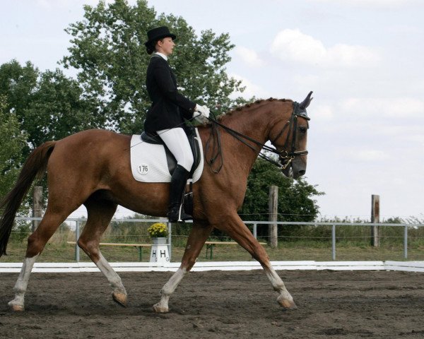 dressage horse Marenko (Mecklenburg, 1995, from Mayor) dressage horse Marenko (Mecklenburg, 1995, from Mayor)