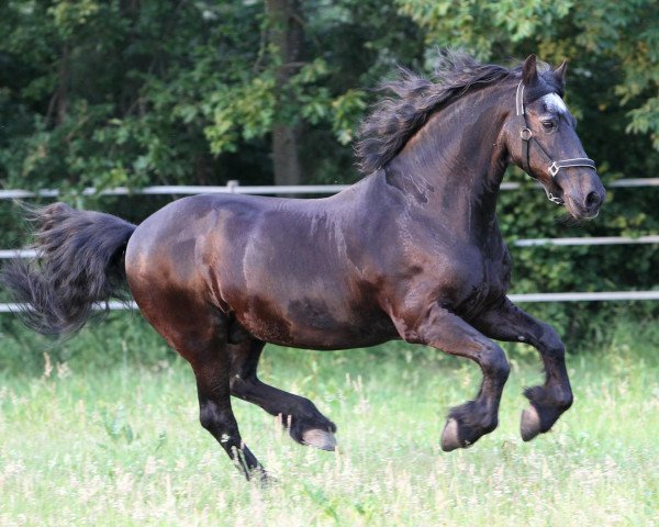 dressage horse Oeds (Friese, 1988, from Gerlof 294)