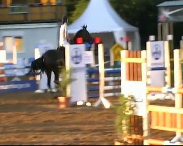 Springpferd Ribana (Zweibrücker, 2005, von Rosenzauberer)