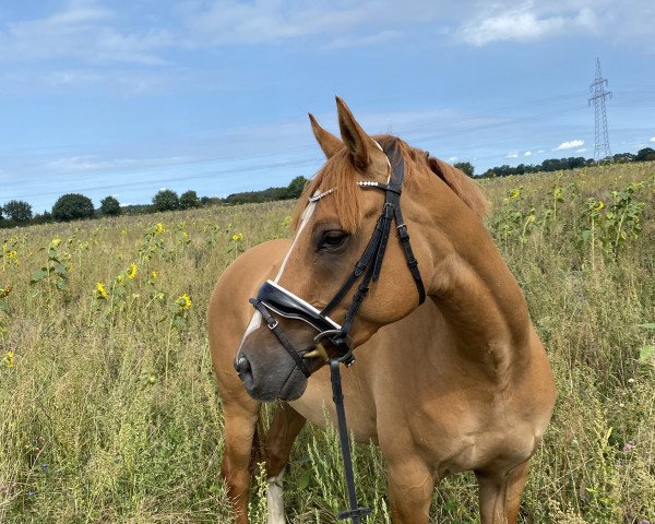 horse Cotton Candy (German Riding Pony, 2016, from Kastanienhof Cockney Cracker)