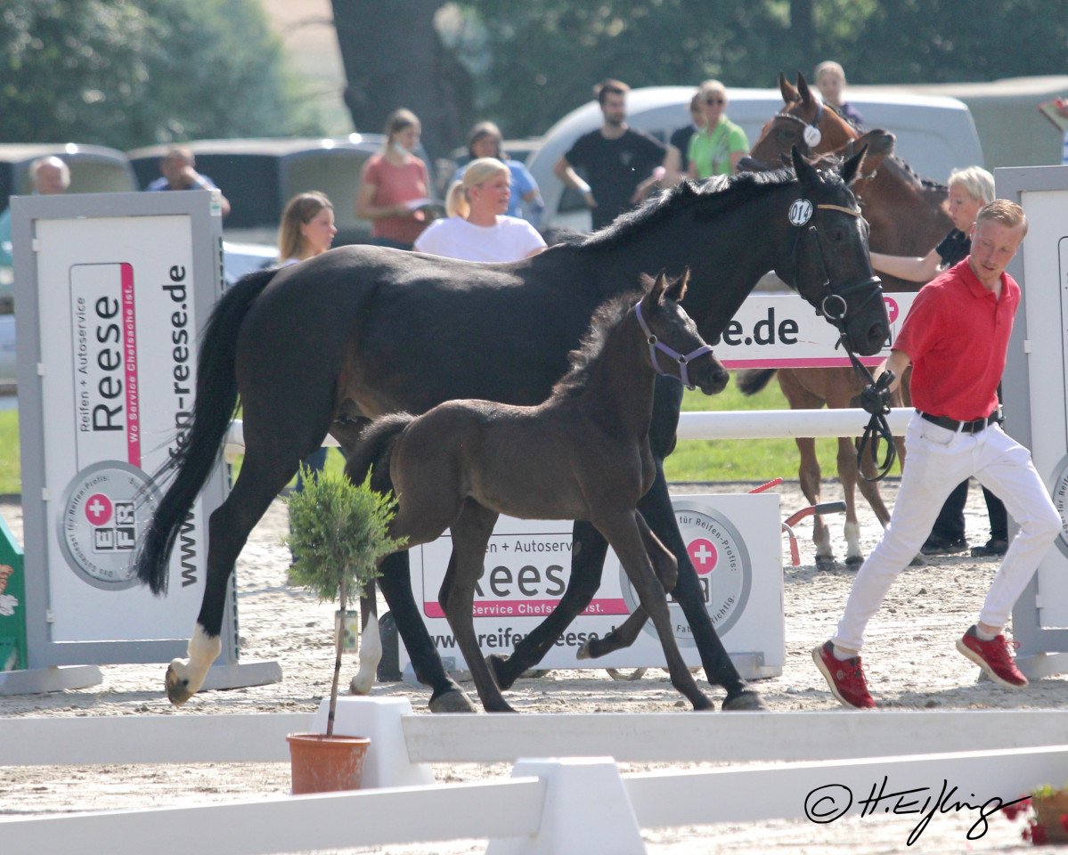 horse Call me Calippo R (Westphalian, 2021, from Call me Casper)