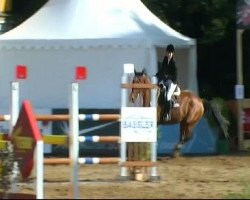 jumper Alessina (Württemberger, 2005, from Acalypso)