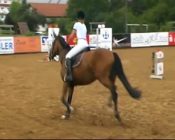 broodmare Labora 4 (Württemberger, 2003, from Lancer II) broodmare Labora 4 (Württemberger, 2003, from Lancer II)