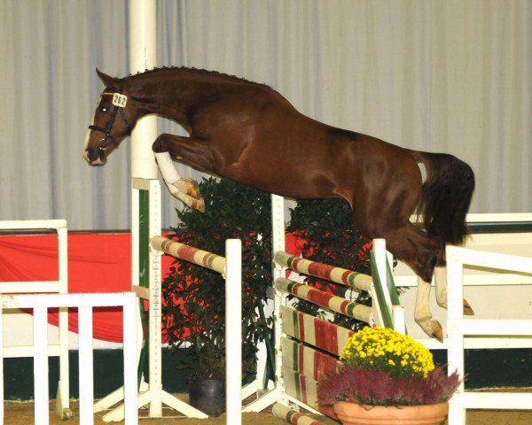 Springpferd Floyd Webber (Hannoveraner, 2007, von For Pleasure)