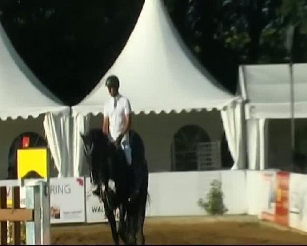 jumper Cardiso (Holsteiner, 2001, from Cardino)