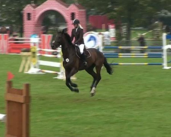 jumper Latos 20 (Hanoverian, 2001, from Laptop)