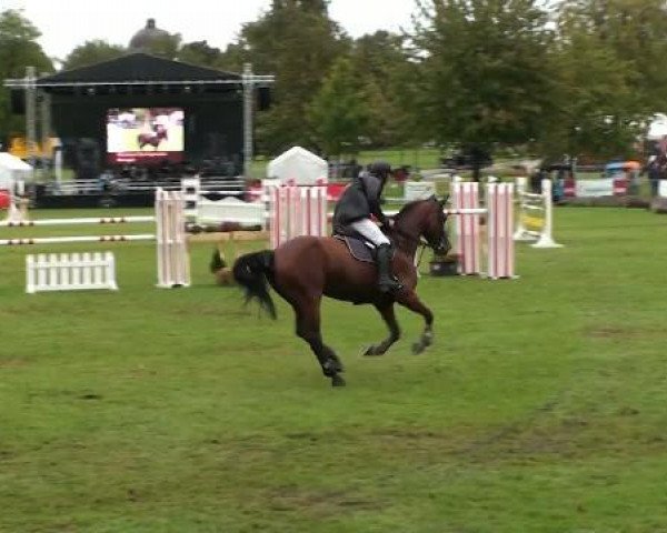 broodmare Raingel (KWPN (Royal Dutch Sporthorse), 1998, from Lincoln)