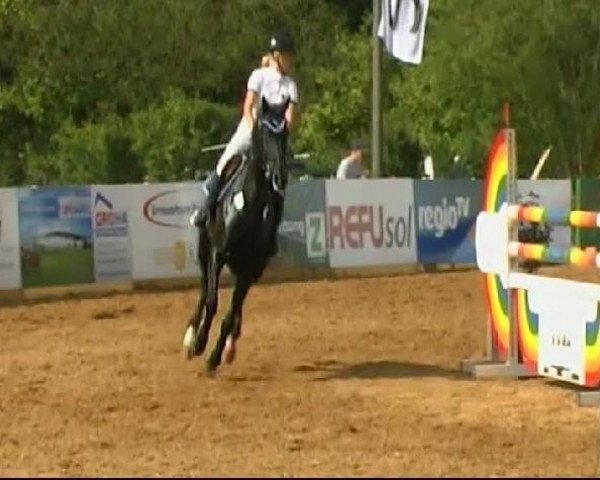 jumper Chakira 19 (Hanoverian, 2003, from Contendro I)