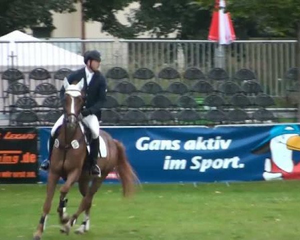 Springpferd Quentin 40 (Hannoveraner, 2003, von Quidam's Rubin)