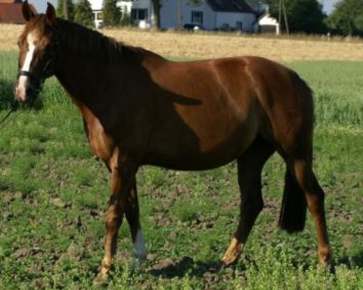 Zuchtstute Aliena (Oldenburger, 2000, von A Jungle Prince)