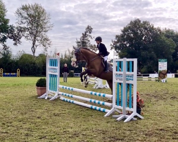 eventing horse Little Joe 191 (Holsteiner, 1997, from L'Ombre)