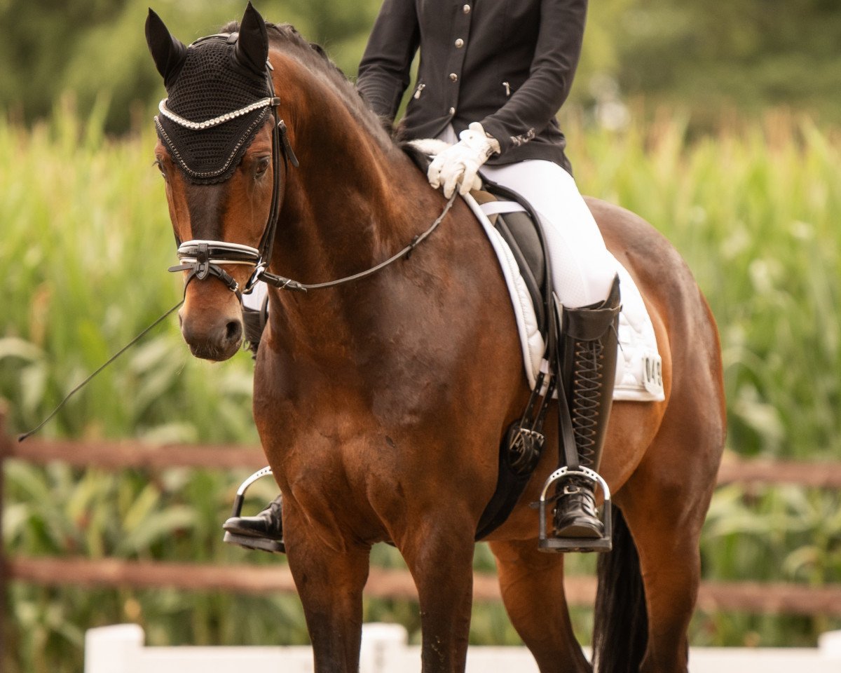 dressage horse Bobby Borsalino (Westphalian, 2016, from Borsalino)