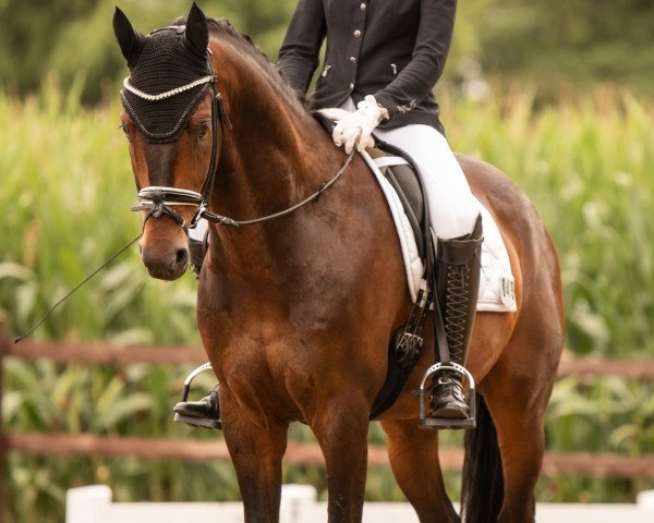 dressage horse Bobby Borsalino (Westphalian, 2016, from Borsalino)