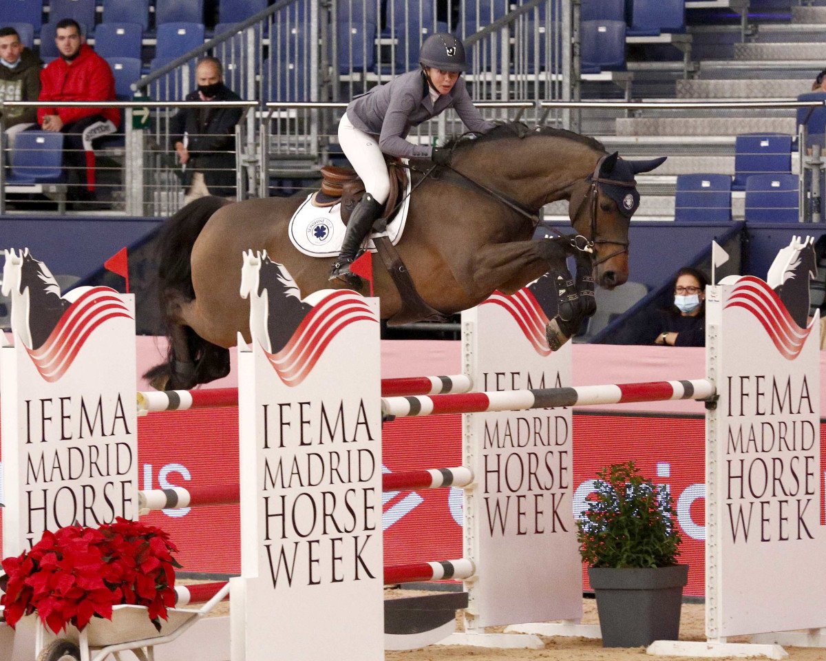 jumper Northern Skyfall (Swedish Warmblood, 2013, from Stakkato)