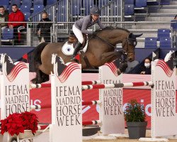 jumper Northern Skyfall (Swedish Warmblood, 2013, from Stakkato)