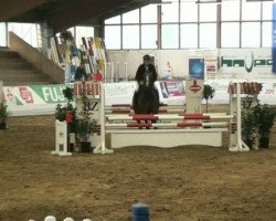 jumper Jackpot VI (Oldenburg show jumper, 2008)