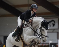 jumper Islonzo van 't Heike (Belgian Warmblood, 2008, from Egrando van't Heike)