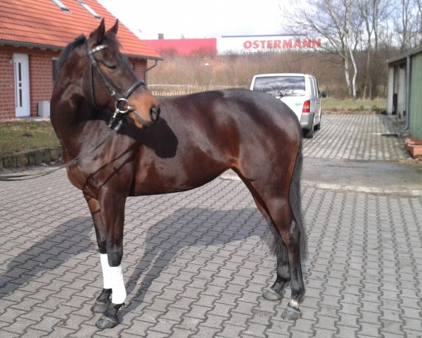 Pferd Aprilstorm xx (Englisches Vollblut, 2004, von Mondrian xx) Pferd Aprilstorm xx (Englisches Vollblut, 2004, von Mondrian xx)