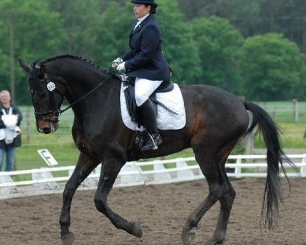 Dressurpferd Dream of Angelo (Bayer, 2001, von Dream of Glory)