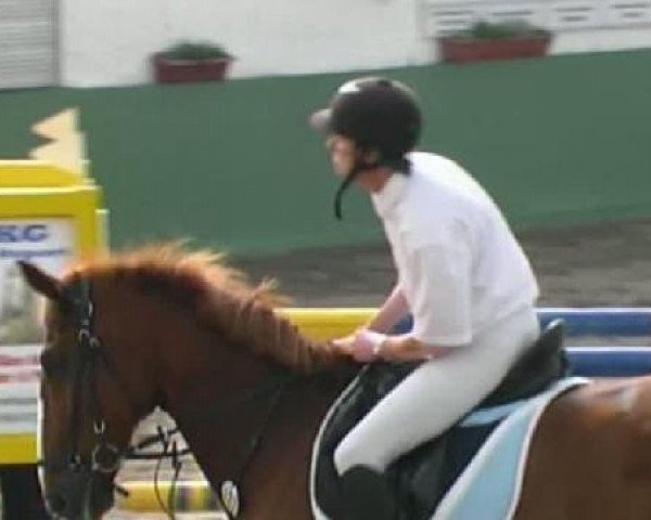 Springpferd Proud 5 (KWPN (Niederländisches Warmblut), 1997, von Jumper) Springpferd Proud 5 (KWPN (Niederländisches Warmblut), 1997, von Jumper)