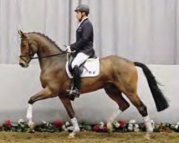 horse Par Excellence (Westphalian, 2008, from Peking)