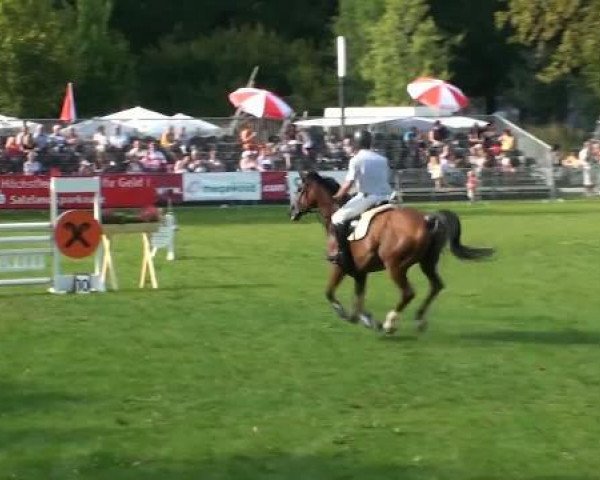 broodmare Daria (Saxony-Anhaltiner, 2001, from Daimler)
